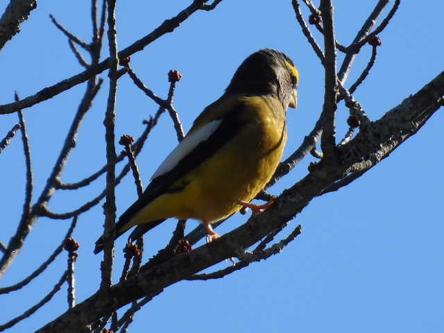 Evening Grosbeak - ML644249751