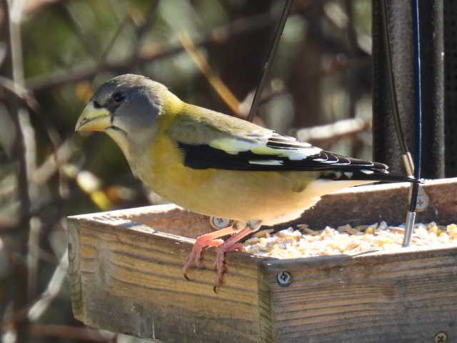 Evening Grosbeak - ML644249752