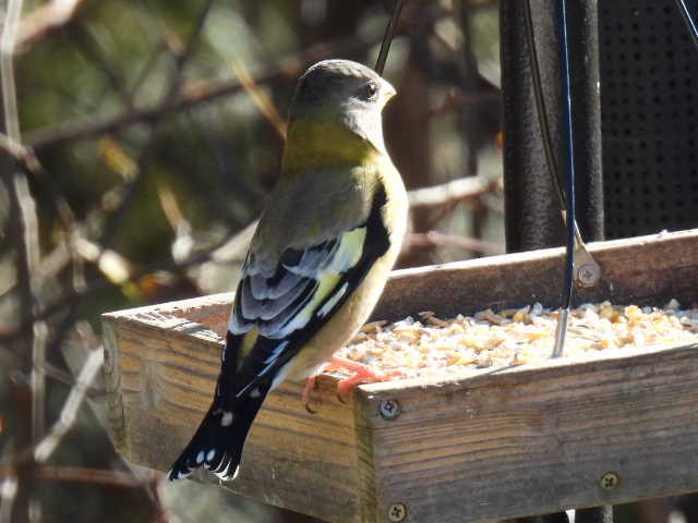 Evening Grosbeak - ML644249753