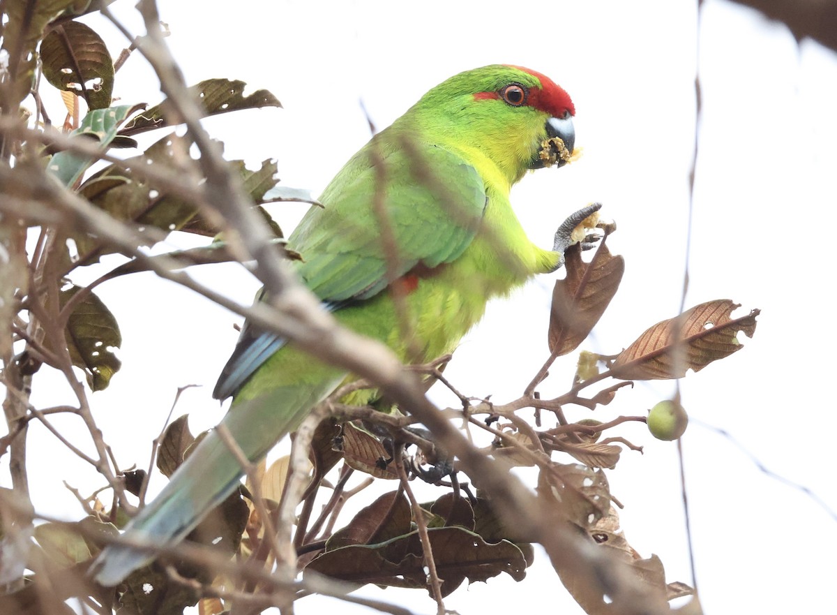 New Caledonian Parakeet - ML644249754
