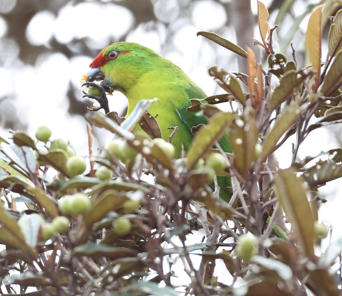 New Caledonian Parakeet - ML644249755