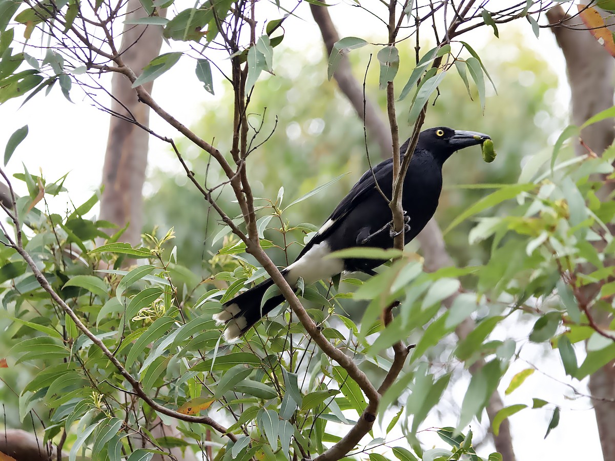 Pied Currawong - ML644249757