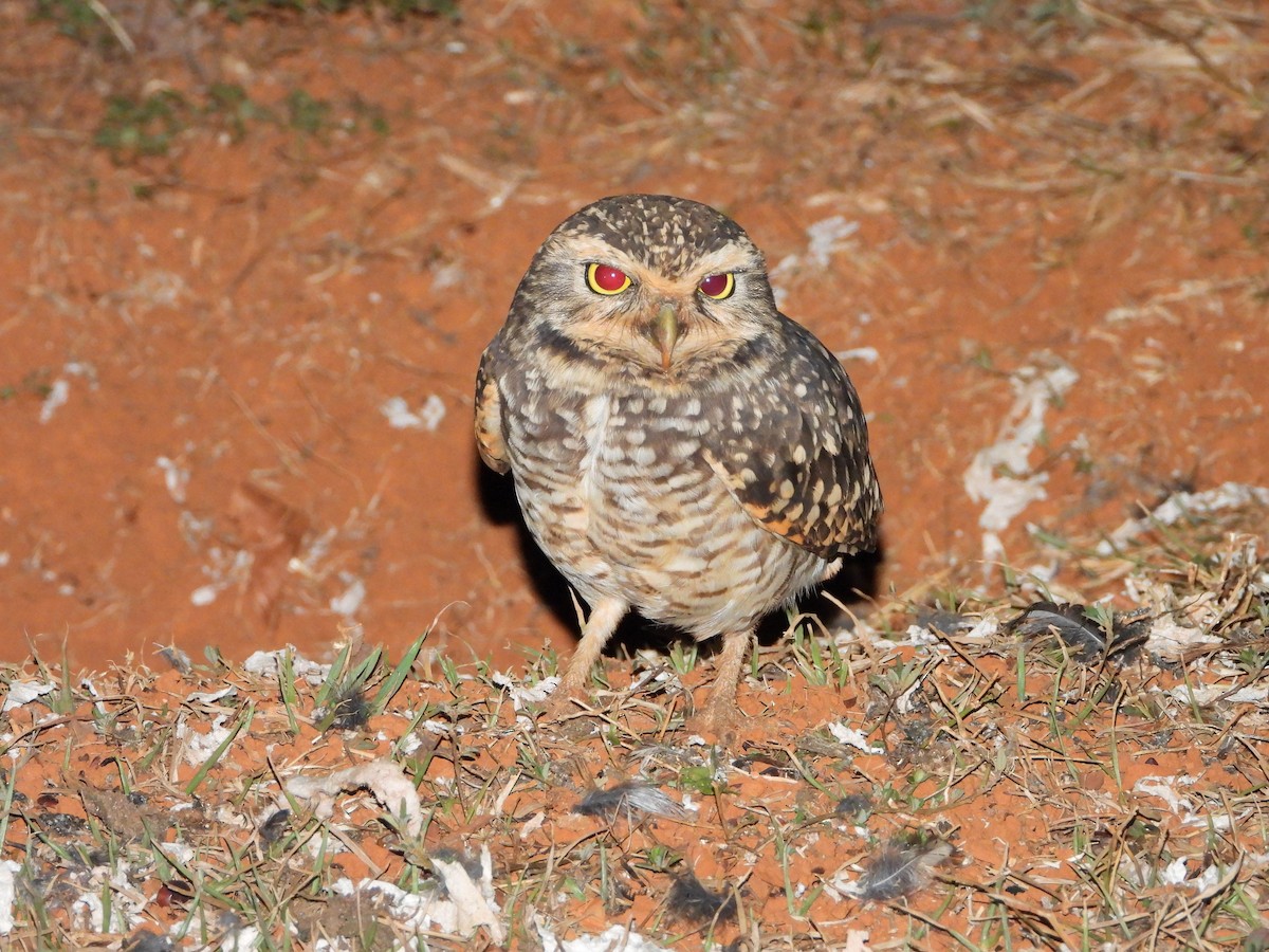 Burrowing Owl - ML644249765