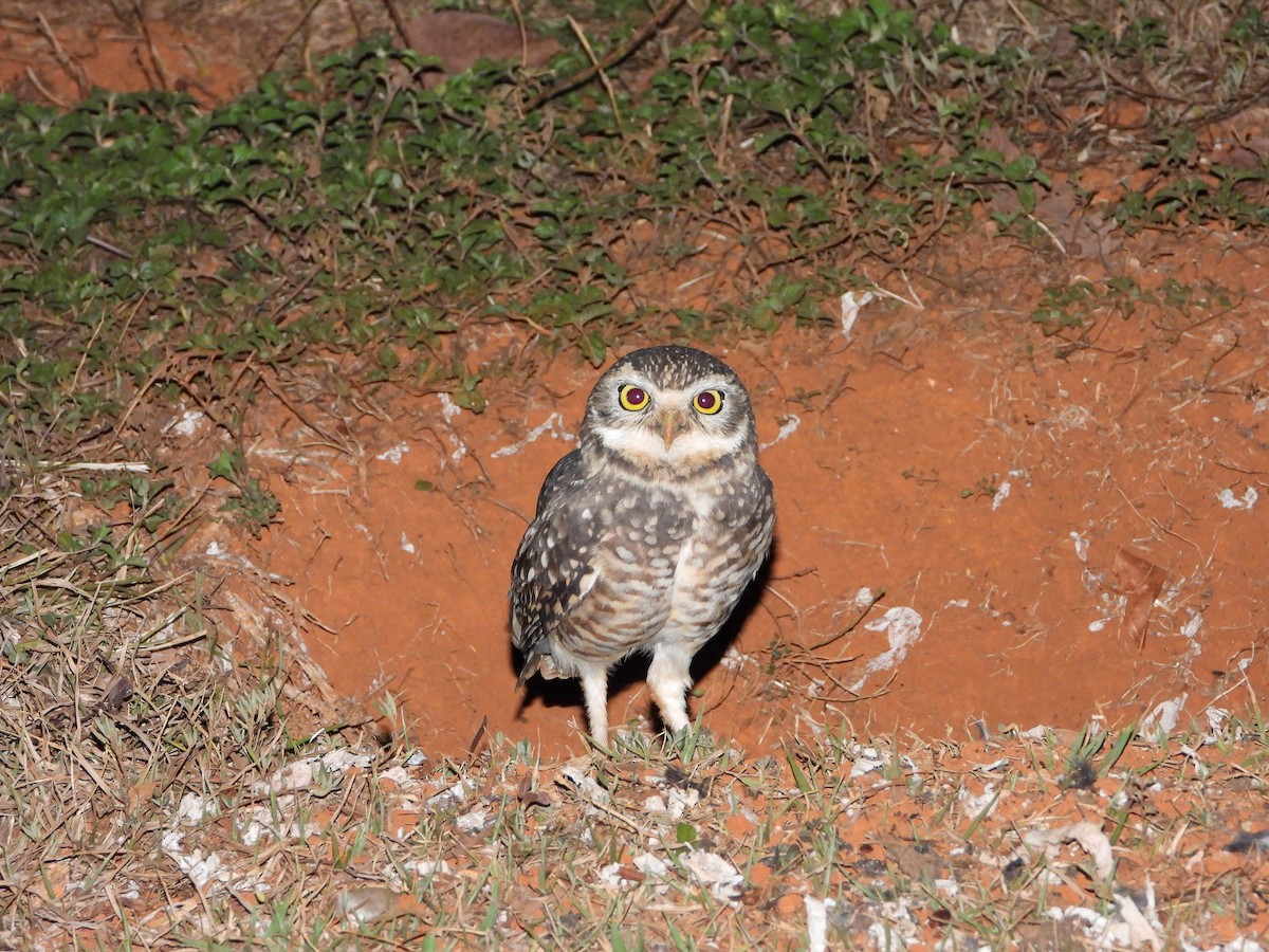 Burrowing Owl - ML644249766
