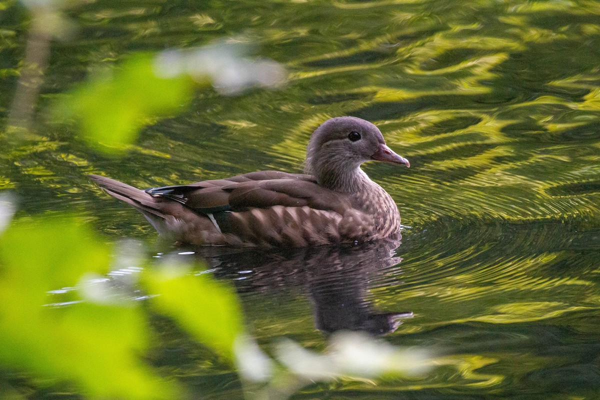 Mandarin-ahatea - ML644249767