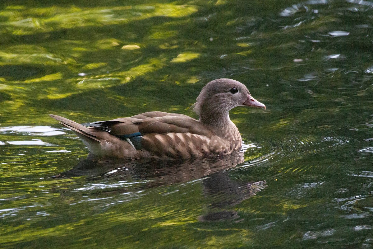 Mandarin-ahatea - ML644249771