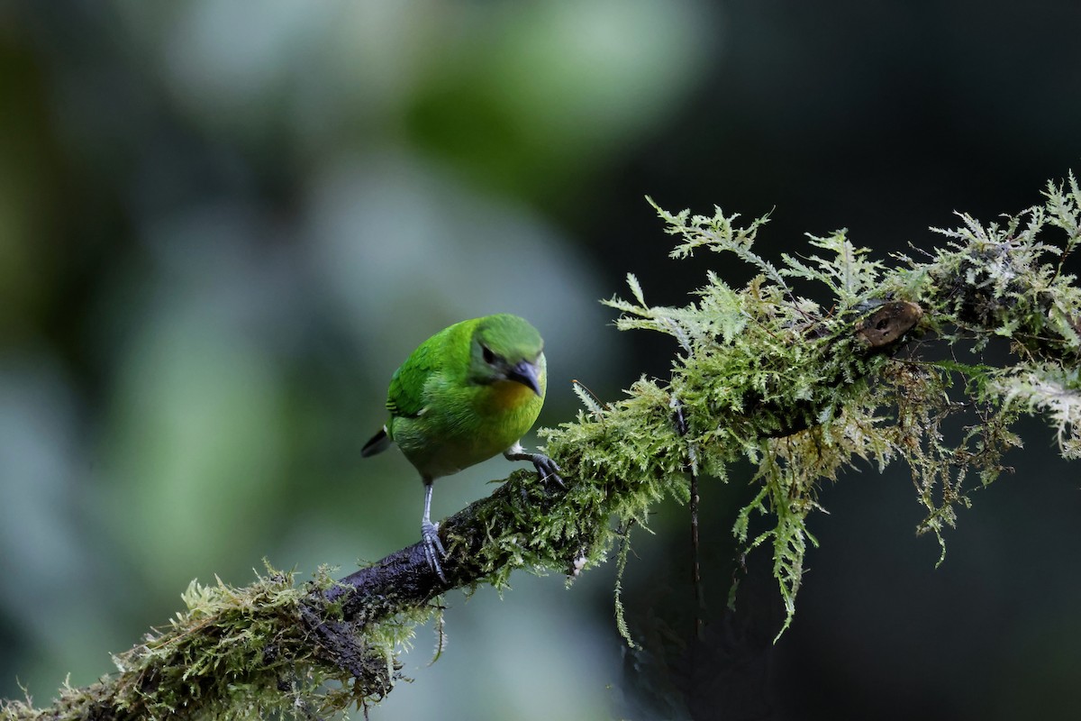 Kappennaschvogel - ML644249772