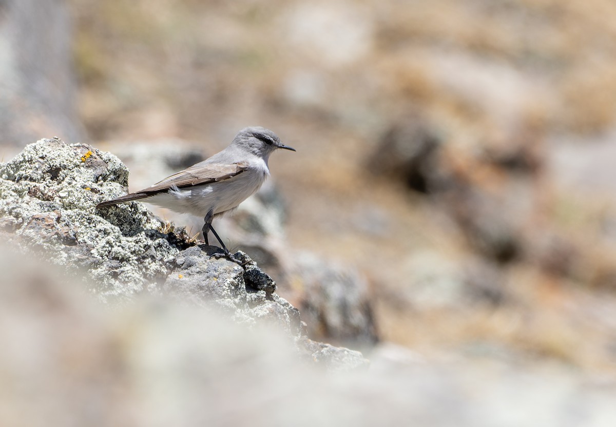 Kül Rengi Yer Tiranı - ML644249773