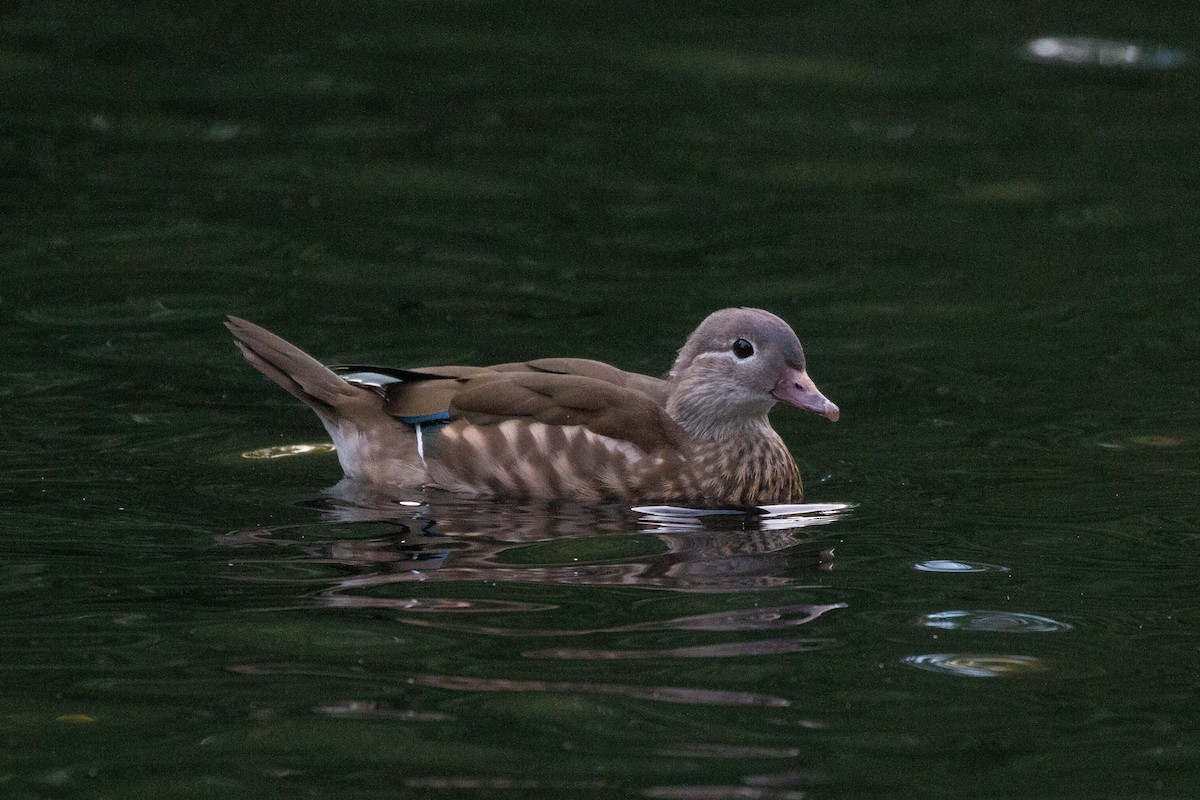 Mandarin-ahatea - ML644249775