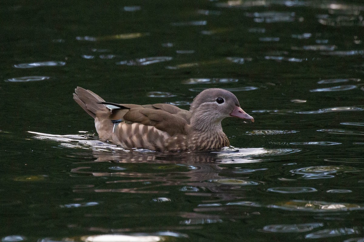 Mandarin-ahatea - ML644249778