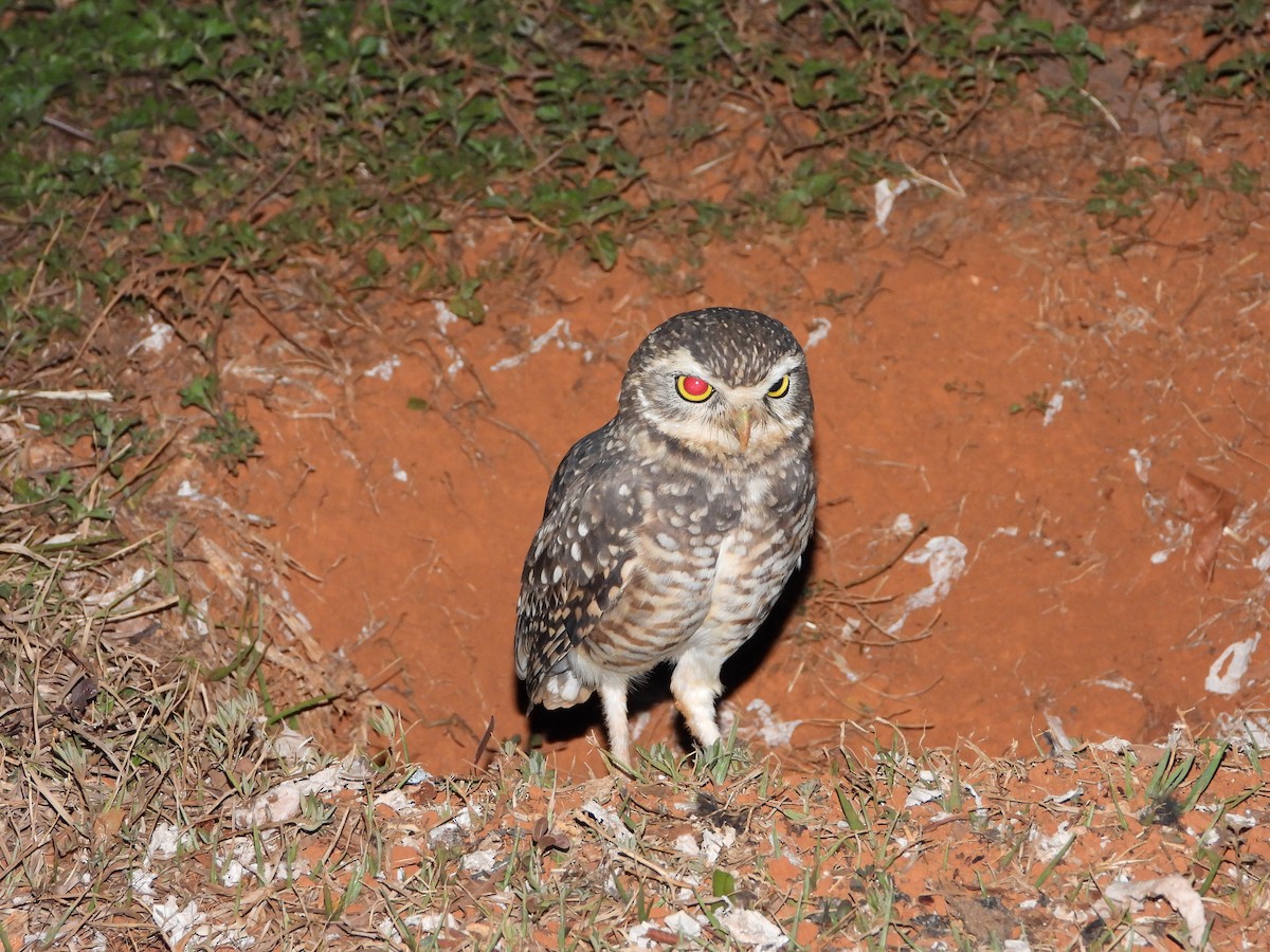 Burrowing Owl - ML644249782