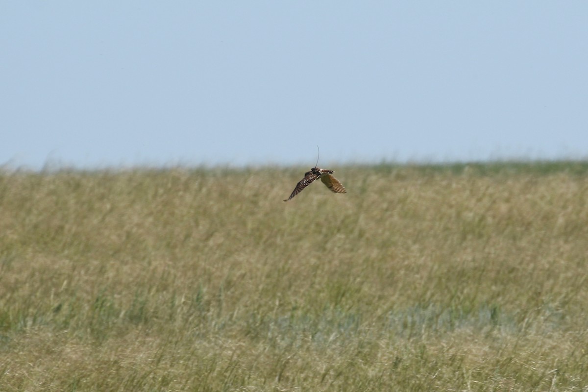 sýček králičí - ML644249786