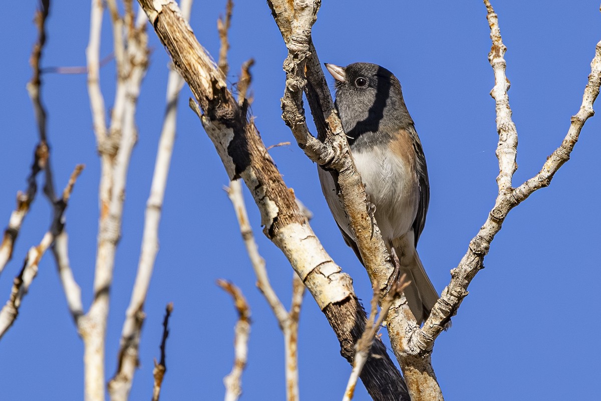 Dark-eyed Junco - ML644249788