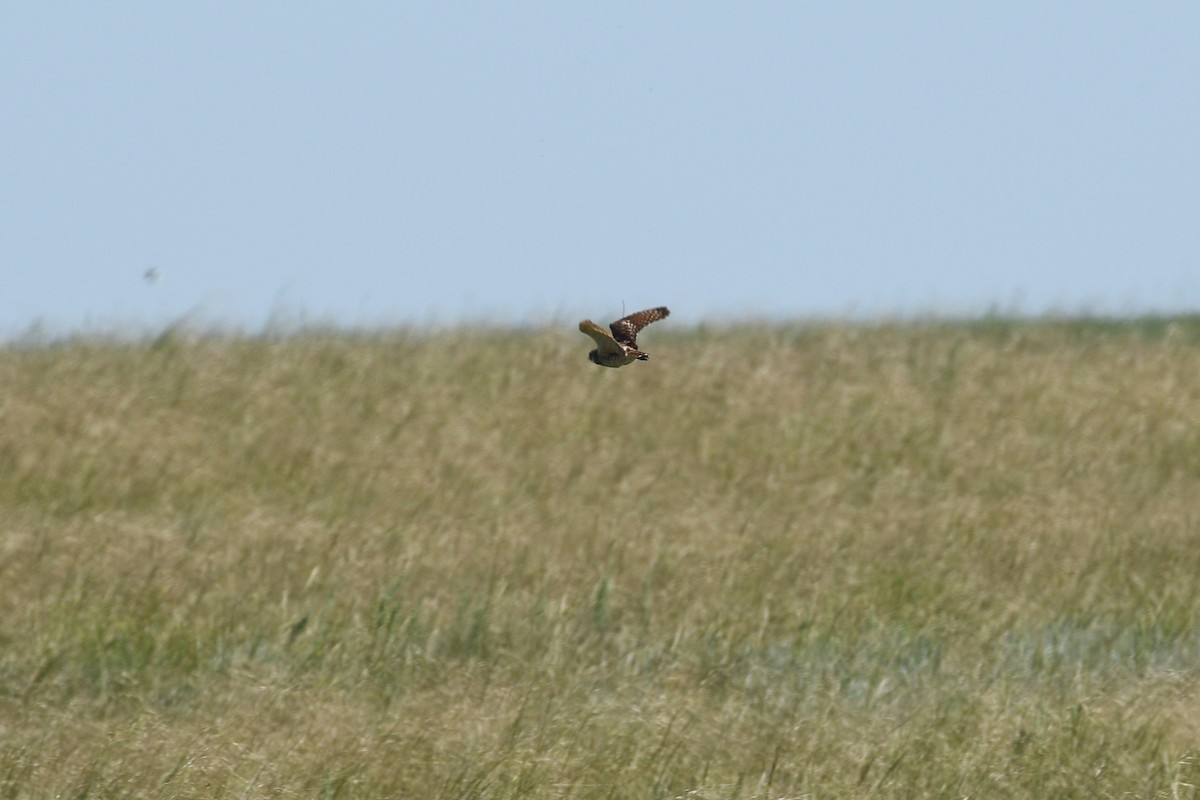 sýček králičí - ML644249789