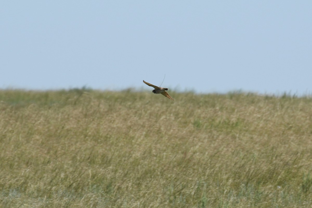 sýček králičí - ML644249792