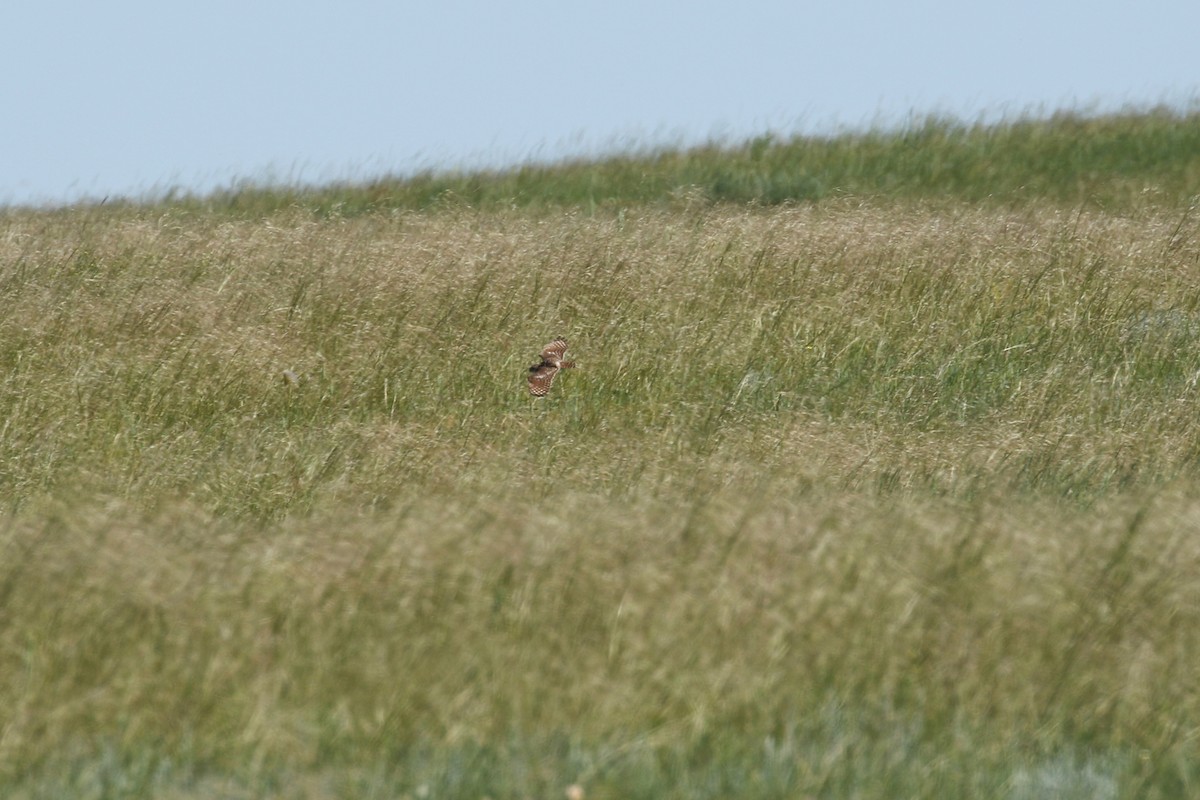 sýček králičí - ML644249795