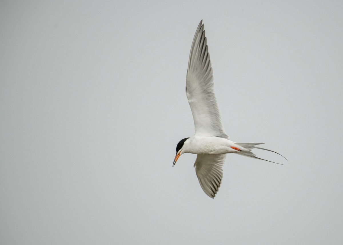 メリケンアジサシ - ML644249800