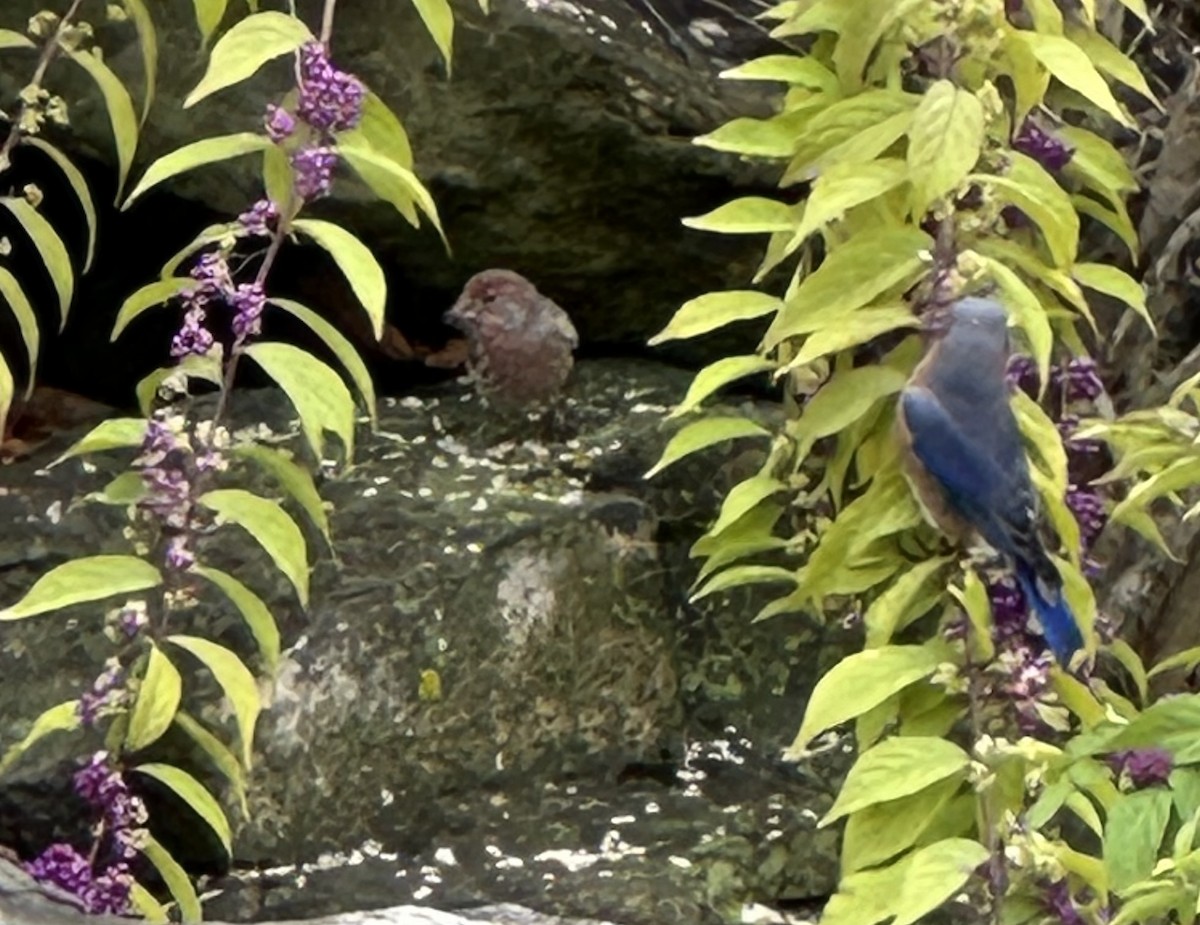 Azulejo Oriental - ML644249802