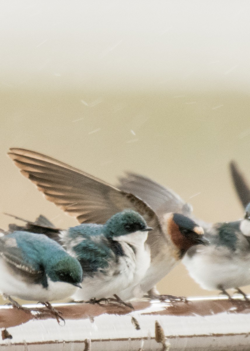 Golondrina Risquera - ML644249827