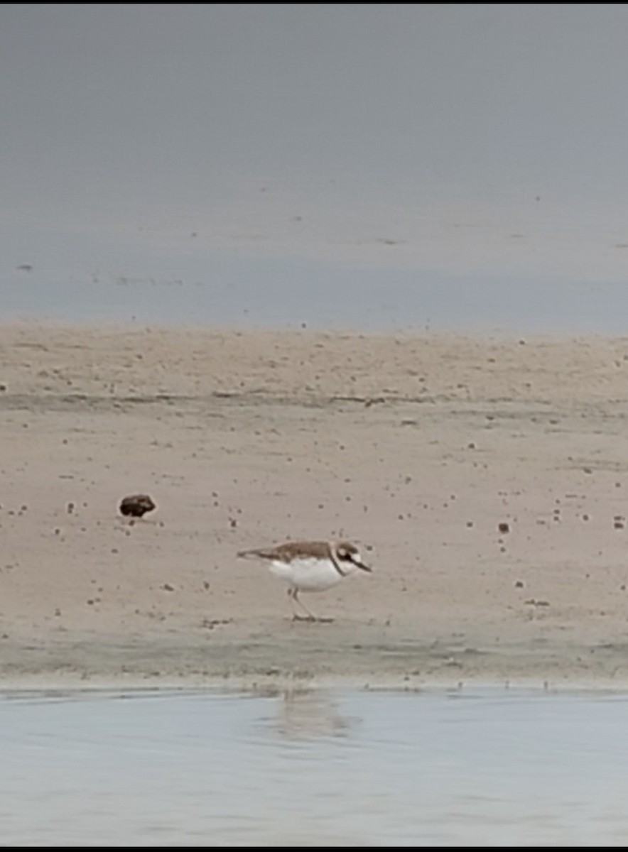 Collared Plover - ML644249839