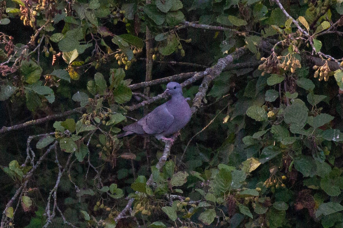 skogdue - ML644249848