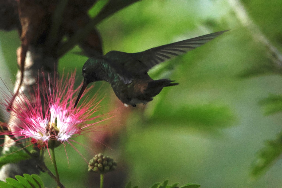 kolibřík měděnořitý - ML644249852