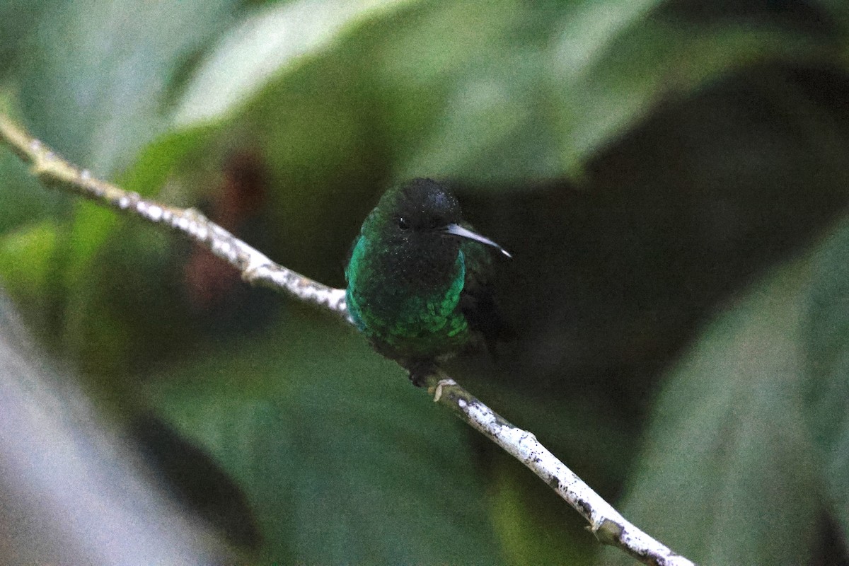 kolibřík měděnořitý - ML644249853