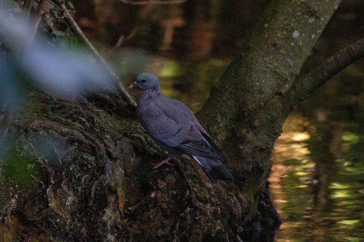 skogdue - ML644249856