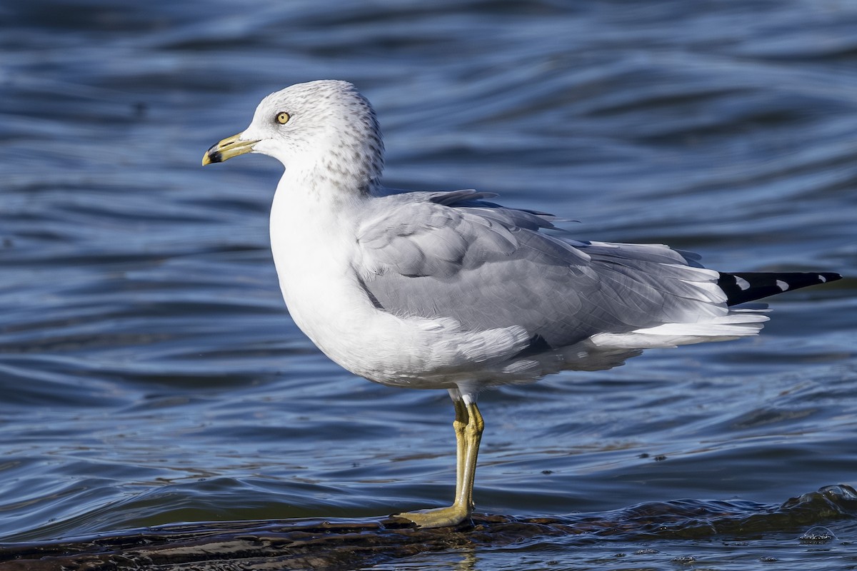 Ring-billed Gull - ML644249870