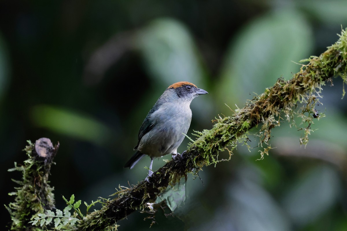 Scrub Tanager - ML644249874