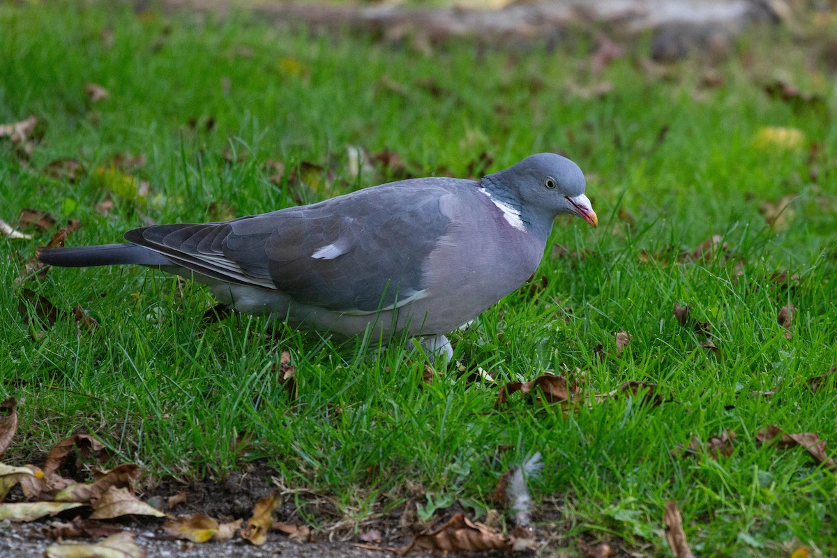 Tahtalı - ML644249875