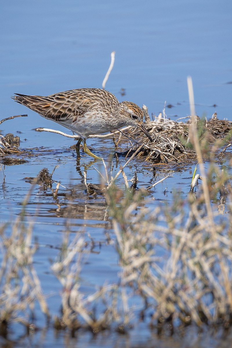 חופית כהת-חזה/חדת-זנב - ML644249879
