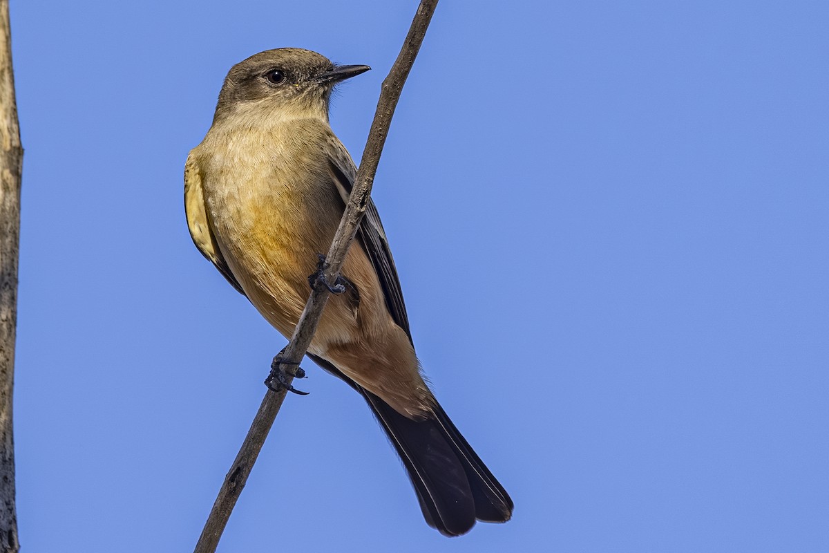 Say's Phoebe - ML644249883