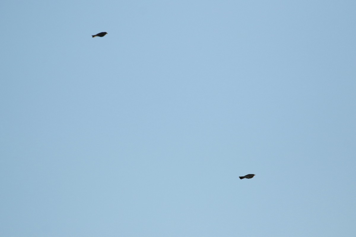 skřivan ouškatý - ML644249884