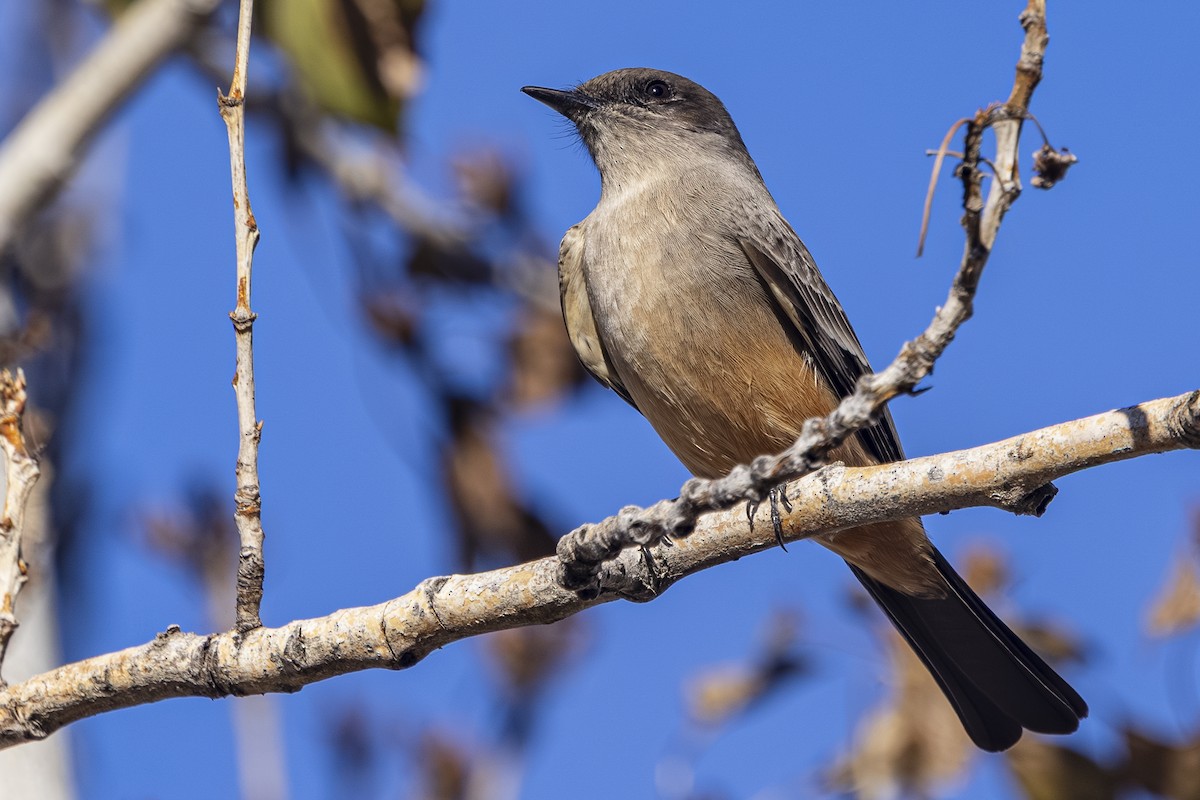 Say's Phoebe - ML644249885