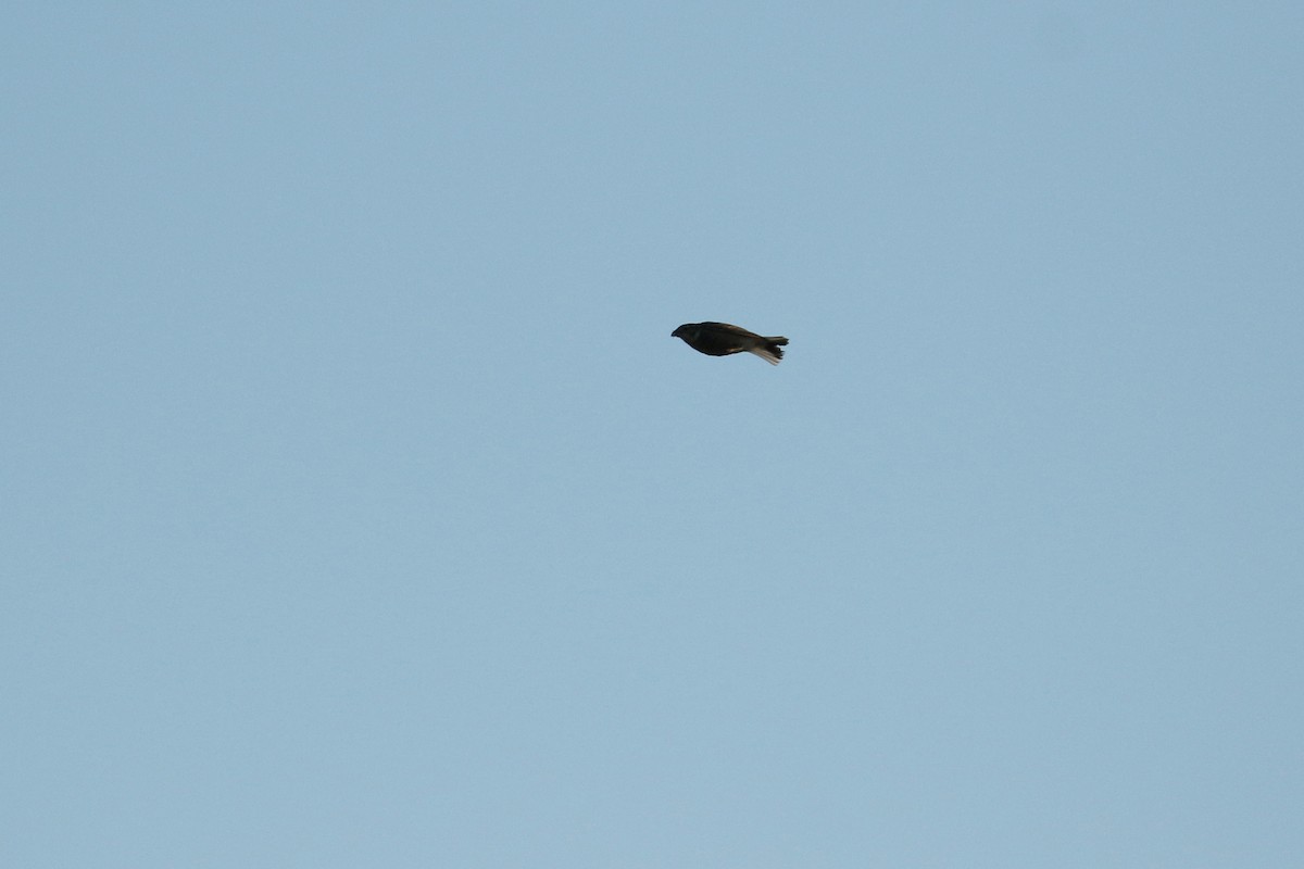 ostružka límcová - ML644249886