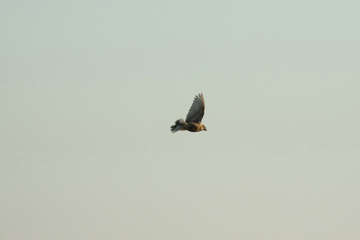 ostružka límcová - ML644249893