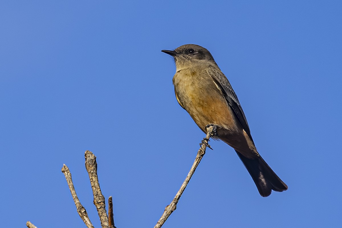 Say's Phoebe - ML644249901