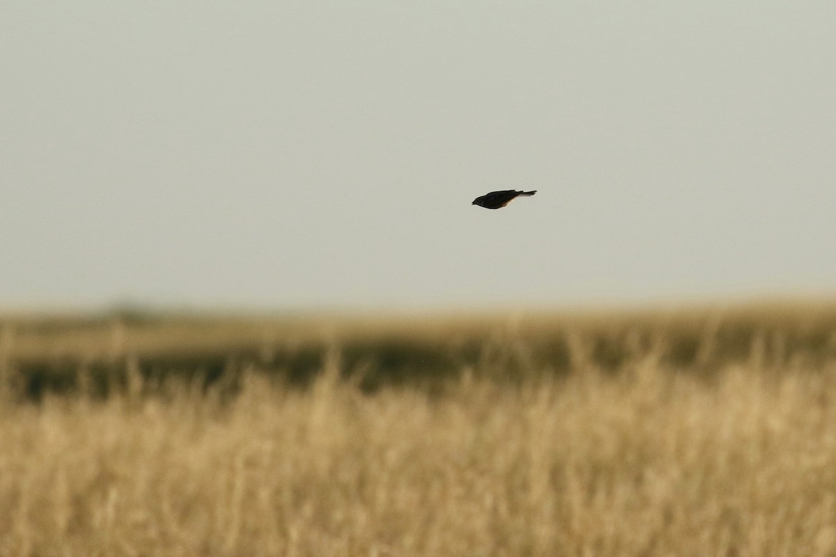 ostružka límcová - ML644249902