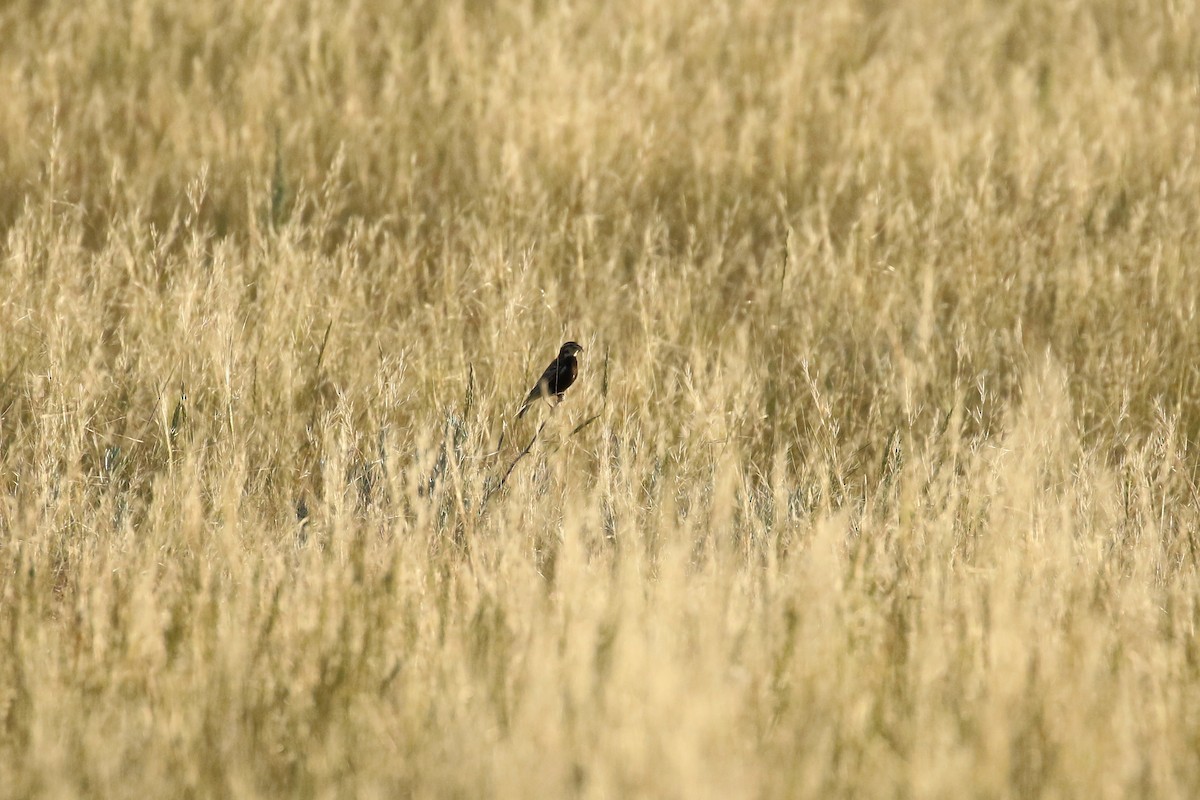 ostružka límcová - ML644249903