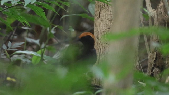 Rufous-capped Antthrush - ML644249904