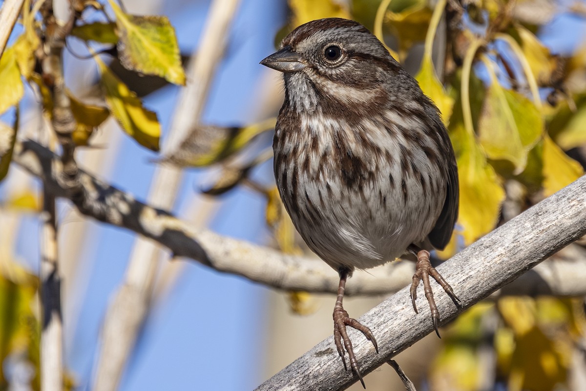 Song Sparrow - ML644249905
