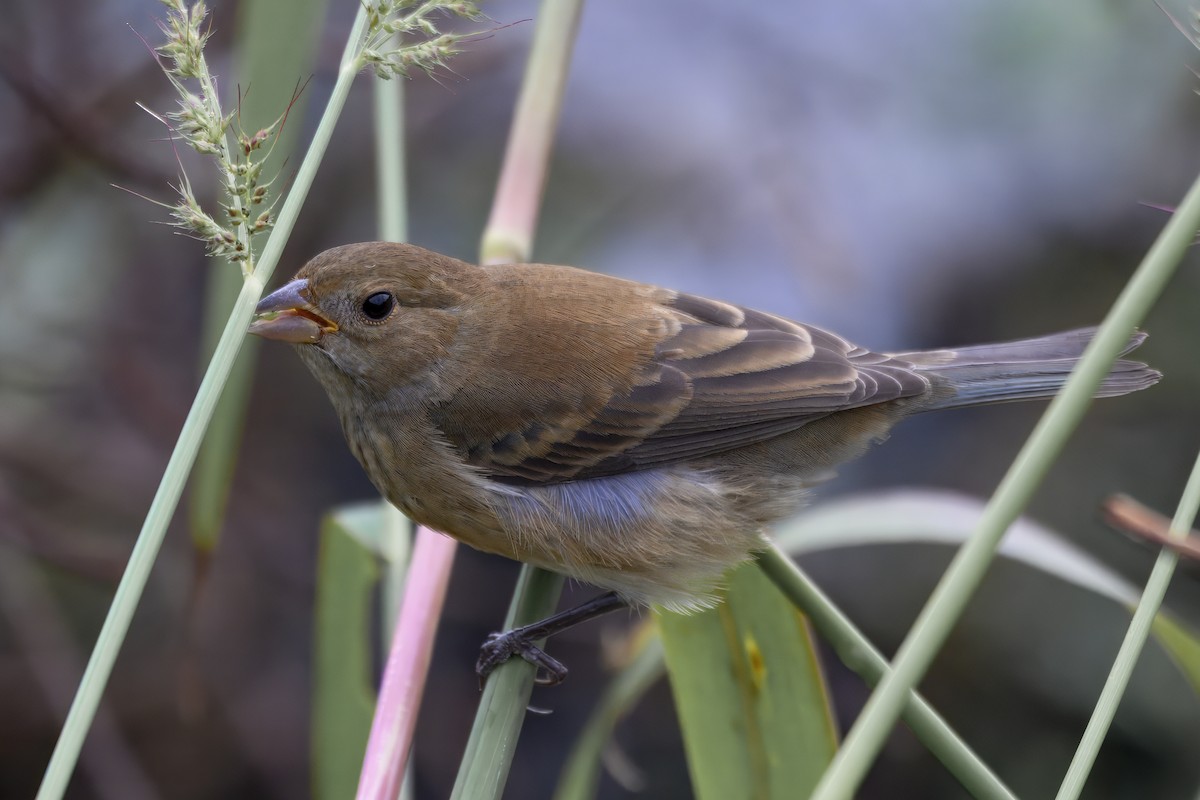 Indigo Bunting - ML644249906
