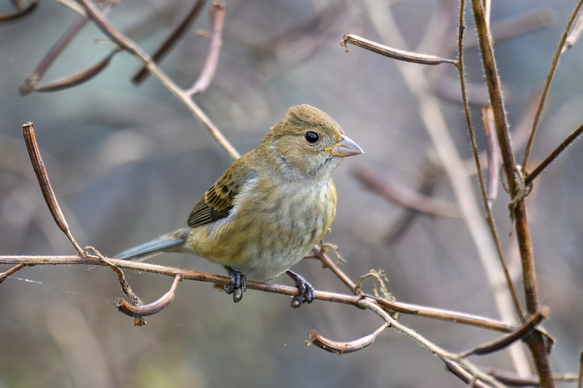 Indigo Bunting - ML644249907