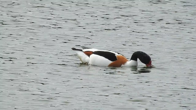 טדורנה - ML644249910