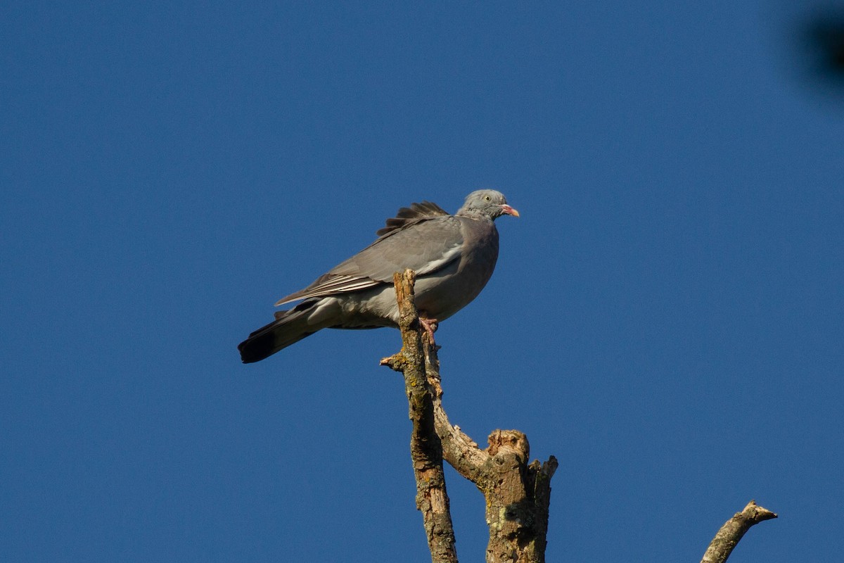 Tahtalı - ML644249912