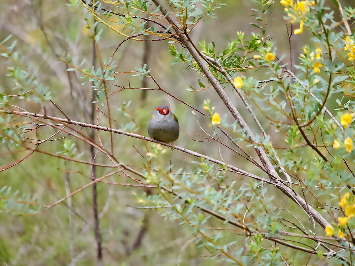 Al Kaşlı Belikınalı - ML644249915