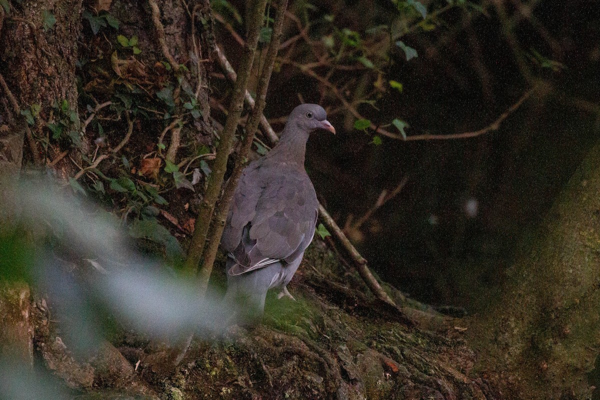 Tahtalı - ML644249916