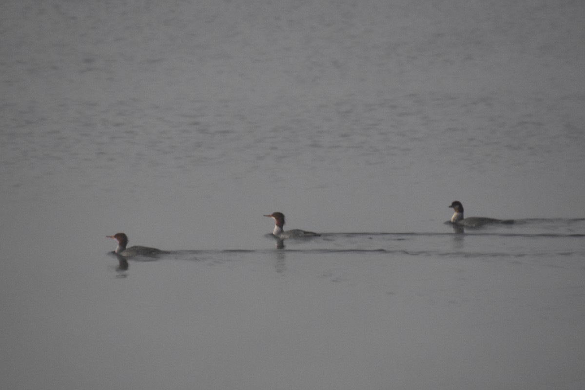 Gänsesäger - ML644249919