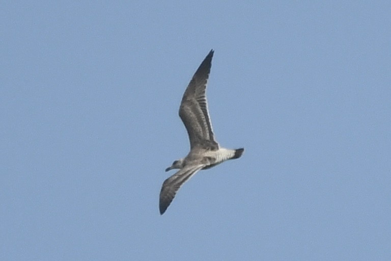 Gaviota/Gavión sp. - ML644249931